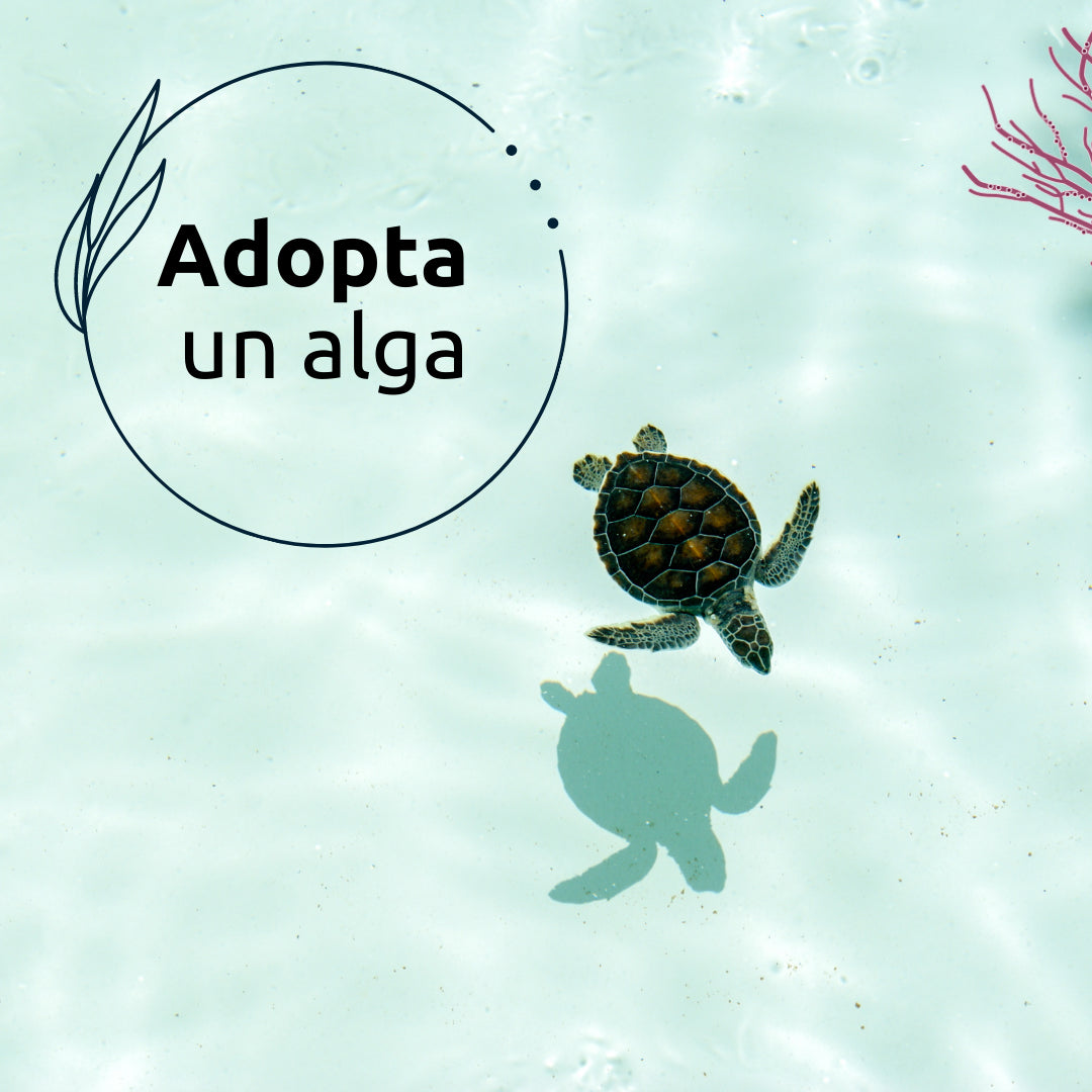 SIWID Adopta un alga